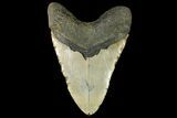 Huge, Fossil Megalodon Tooth - North Carolina #158229-1